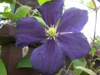 Garten Aug.09 1 021.webp