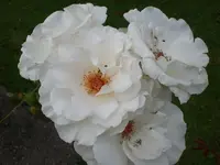 Garten Aug.09 1 022.webp