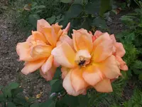 Garten Aug.09 1 023.webp