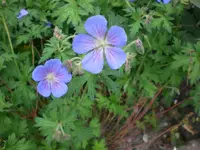 Garten Aug.09 1 025.webp