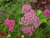 Garten Aug.09 1 026.webp
