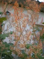 Garten Aug.09 1 027.webp