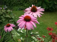 Garten Aug.09 1 028.webp