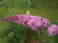 Garten Aug.09 1 029.webp