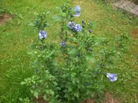 Garten Aug.09 1 030.webp