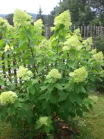 Garten Aug.09 1 031.webp
