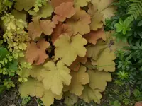 Garten Aug.09 1 033.webp