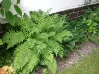 Garten Aug.09 1 034.webp