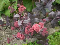 Garten Aug.09 1 035.webp