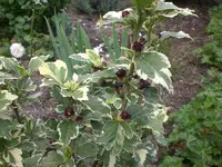 Garten Aug.09 1 038.webp