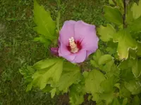 Garten Aug.09 1 039.webp
