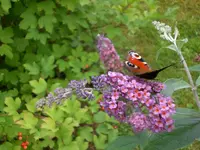 Garten Aug.09 1 041.webp