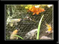 Orange, Rotköpfchen, Gräuli, Gelbköpfchen,Pünktchen, John-Silver.webp