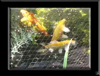Orange, Rotköpfchen,  Yellow.webp