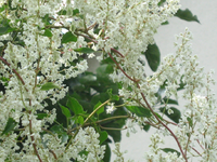 IMG_2336.webp