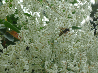 IMG_2340.webp