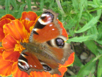IMG_2343.webp