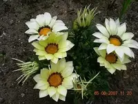 49300d1249249382t-uwes-garten-dscn0255.webp