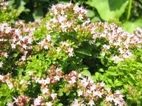 garten 035.webp