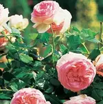 38_Eden_Rose%AE85.webp