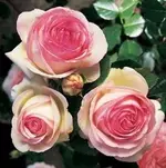 39_Eden_Rose%AE85.webp