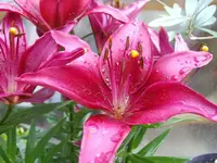 IMGP2044.webp