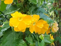 IMGP2070.webp