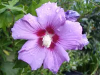 IMGP2071.webp