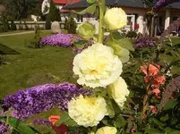 2bauernrosegelb.webp