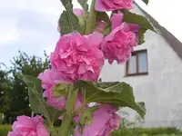 Stockrose -rosa.webp