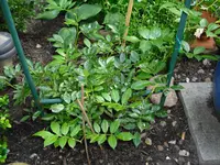 CIMG0532.webp