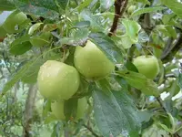 Sommer 2009 224 v.webp
