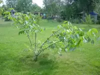 sommerzypresse u. Walnußbaum per 09.08.09 023.webp