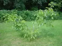 sommerzypresse u. Walnußbaum per 09.08.09 021.webp