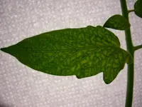 TMangel02.webp