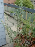 Août 2009 010.webp