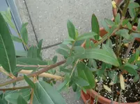 Août 2009 011.webp