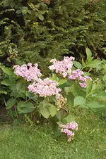 hortensie.webp