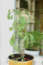 stevia.webp
