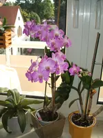 Garten 009.webp