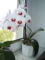 Garten 012.webp