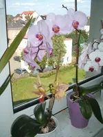 Garten 013.webp