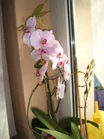 Garten 014.webp
