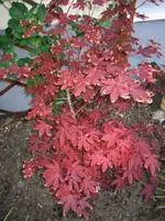 IMG_0004 Kopie.Ahorn.webp