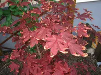 IMG_0005 Kopie.Ahorn.webp