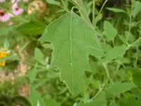 P1040029.webp P1040029.webp