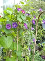 IMGP2038.webp