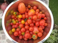 garten 09.webp