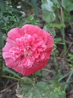 garten 09 005.webp