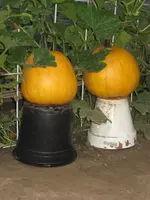 garten 09 009.webp